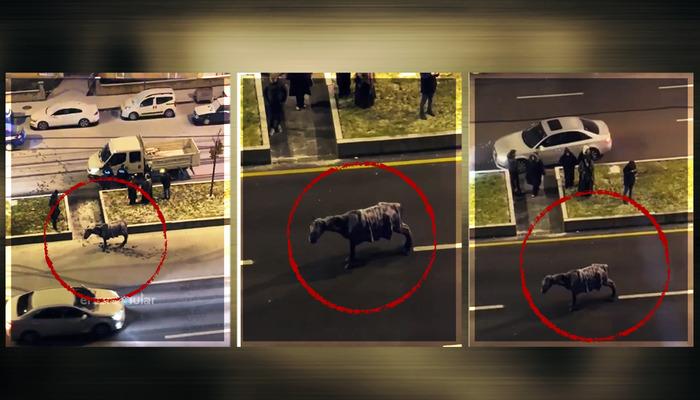 Yol ortasında donan at sosyal medyayı salladı! Erzurum'un soğuk ikliminden ilginç bir görüntü geldi