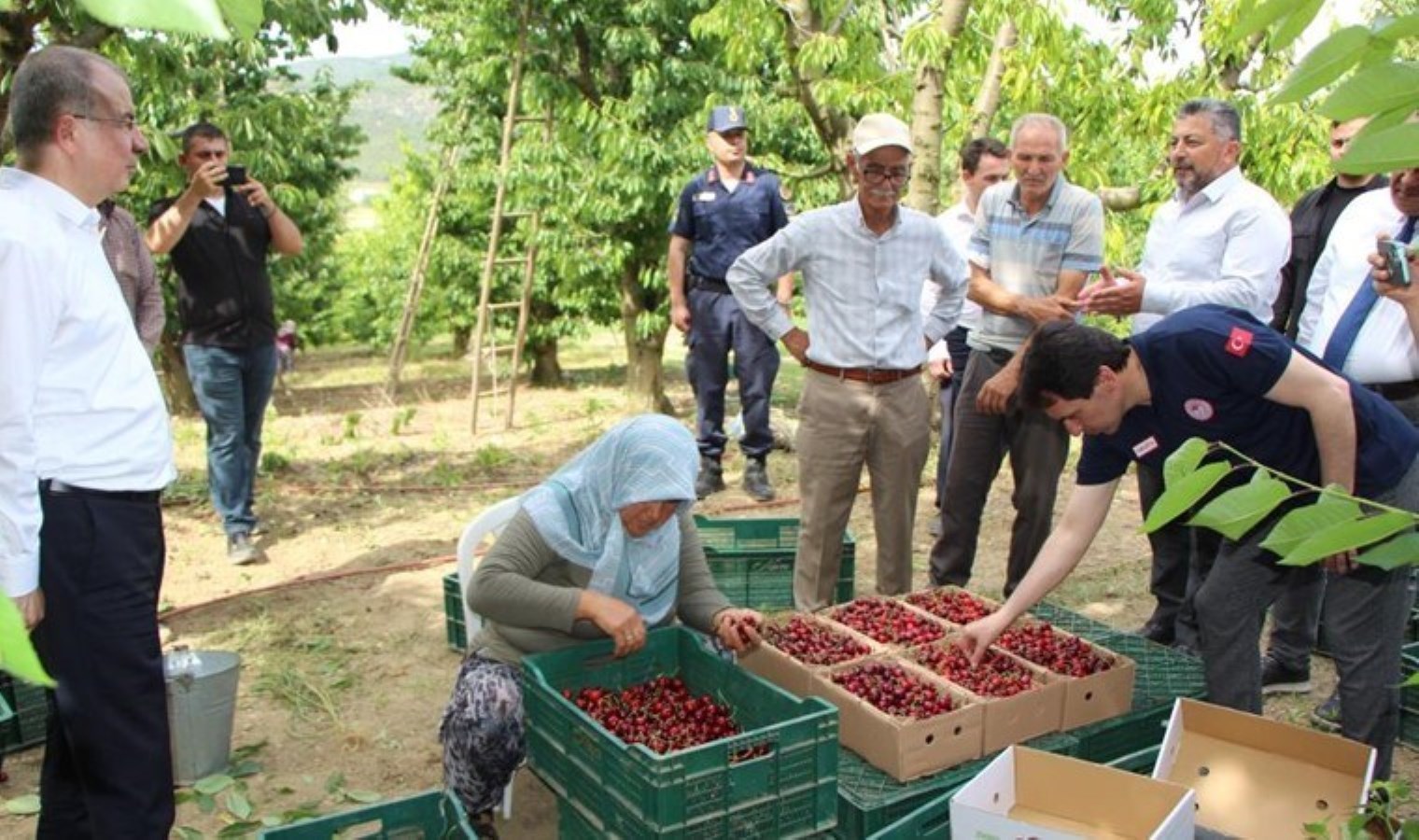 Amasya'da kiraz dalları çiçek açtı: Rekolte 50 bin ton - Son Dakika Hayat Haberleri