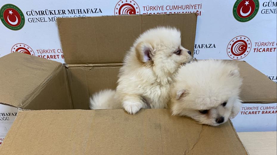 Kapıkule'de Kaçak Pomeranian Köpek Operasyonu: Piyasa Değeri 472 Bin Lira
