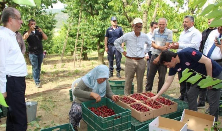 Amasya'da kiraz dalları çiçek açtı: Rekolte 50 bin ton – Son Dakika Hayat Haberleri