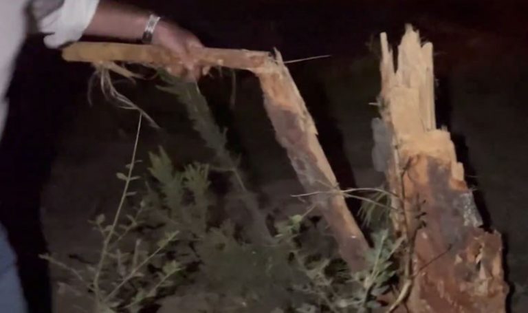 Ümraniye'de Gece Yarısı Ağaç Katliamı – Son Dakika Türkiye Haberleri