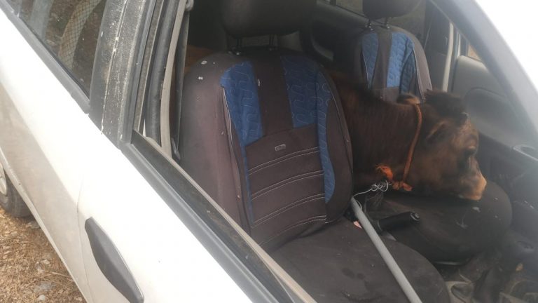 Dur ihtarına uymayan otomobilde çalıntı dana bulundu.