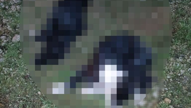 Bursa’da vahşet: 6 köpek ve 1 kedi ölü bulundu – Son Dakika Türkiye Haberleri