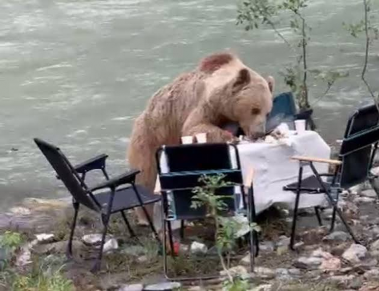 Piknik Masasında Şaşırtıcı Anlar: Bozayılar Yerlere Davetsiz Konuk Oldu