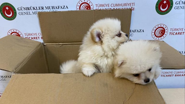 Kapıkule’de Kaçak Pomeranian Köpek Operasyonu: Piyasa Değeri 472 Bin Lira
